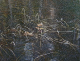 Leaves and Ice Kennebec Valley Trail -ed 12-2-09.jpg