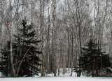 Trees Near Entrance Station 12-21-09 ed .JPG