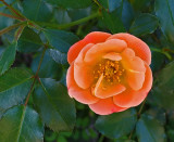 Flower Bangor 9-20-15.jpg