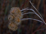 Burrs - Along Kenduskeag b 11-30-11-ed.JPG