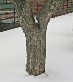 Tree Trunk Bangor 3-3-12-ed2.jpg