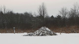 Beaver Pond - City Forest 12-10-13-ed.jpg
