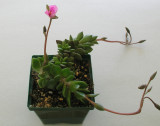 Anacampseros2_6-10-4.jpg