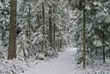 City Forest b 12-23-10 edit.jpg