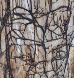 Tree Along Kenduskeag 3-28-14-pf-ed.jpg