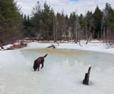 Kelley - Beaver Pond Sunkhaze 3-2-17-ed.jpg