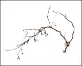 Weed in Snow b 2-17-11-ed.jpg