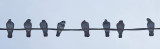 Pigeons - Neighborhood 12-11-12-ed.jpg