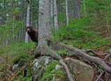 Kelley Loop Trail Little Moose b 11-13-11.jpg