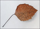 Leaf DeMeritt Forest 3-23-17-ed.jpg