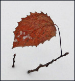 Leaf - DeMeritt Forest 1-9-15-ed.jpg