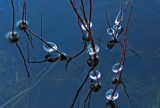 Ice - Tilden Pond 12-2-14-ed.jpg