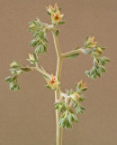 Echeveria - sp.flowers 11-23-4-pf-ed.jpg