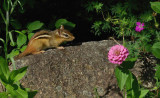 Chipmunk Garden 7-16-15-ed.jpg