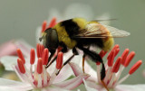 Bee - Bangor 8-12-12-ed .jpg