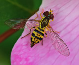 Hover Fly - Sears Island 7-19-11-ed.jpg