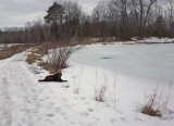 Kelley - Small Pond Newman Hill 4-1-18.jpg