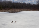 Ducks Beaver Pond City Forest 4-12-18.jpg