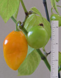 Chile de Seda 10-14-4-ed.jpg