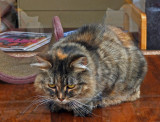 Cat in Window  - Bangor b 11-4-12-ed .jpg