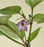 Fluorescent Purple Flower b 9-15-03-pf.jpg