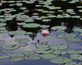 Water Lily - Little Long Pond b7-2-14-ed.jpg