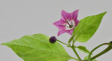 Rocopica 2 flower 9-7-4-ed.jpg