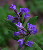 Sage Flowers Garden 6-27-18.jpg
