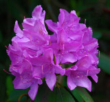 Rhododendron Garden 6-11-18.jpg