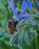 Bee on Borage Garden 7-19-18.jpg