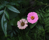 Zinnias Garden 7-28-18.jpg