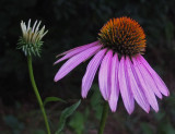 Echinacia Garden 8-18-18.jpg