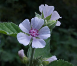 Marsh Mallow Garden 8-3-18.jpg