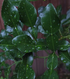 Kaffir Lime Garden 8-4-18.jpg