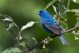 Indigo Bunting