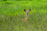 White-tailed Deer