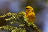 Pine Warbler