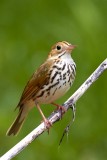 Ovenbird