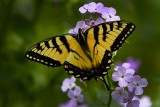 Tiger Swallowtail (Missing a Tail)