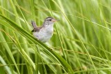 Marsh Wren