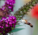 Hummingbird Moth - a pair arrive every spring and enjoy the small butterfly friendly garden in the front yard