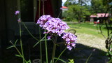 Verbena