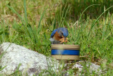 Eastern Bluebirds feed mealworms to their young