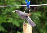 Gray catbird loves suet and the abundant supply of wild grapes in the area
