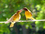 Baltimore oriole feeding its young