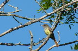 The Great-crested Flycatcher stays close to the house & uses birdbath