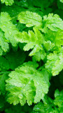 Feverfew - can become invasive!