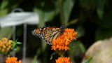Monarch butterfly and Butterfly Weed