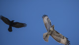 Juvenile Red Tail Hawk 