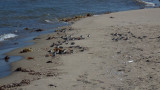 Semipalmated Sandpiper